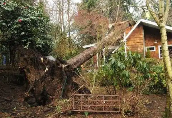 Tragedy as Strange Tree Kills 20 Fun-seekers at a Popular Waterfall After Falling During a Storm in Ghana